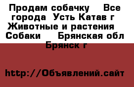 Продам собачку  - Все города, Усть-Катав г. Животные и растения » Собаки   . Брянская обл.,Брянск г.